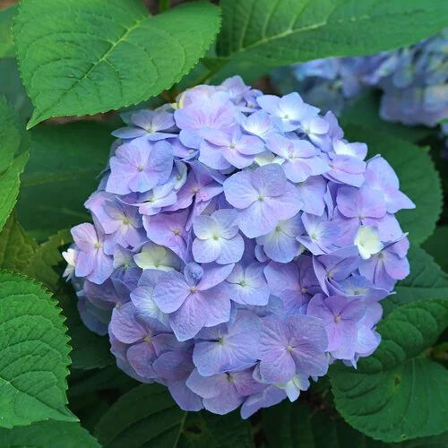 hydrangea-lets-dance-sky-view-1.jpg