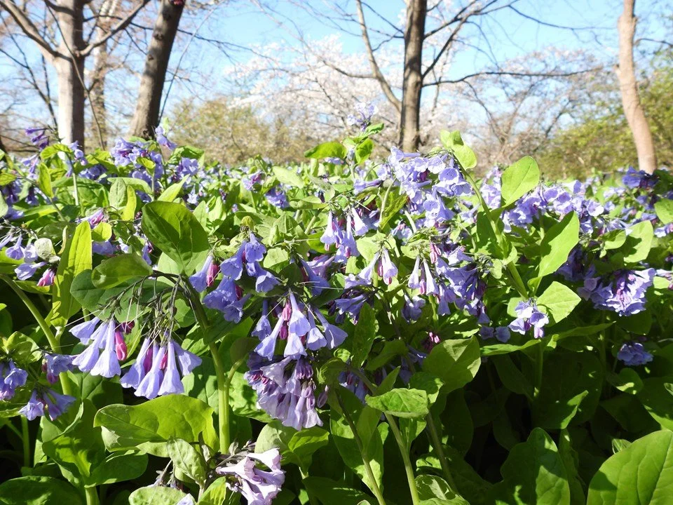 virginia bluebells.jpeg