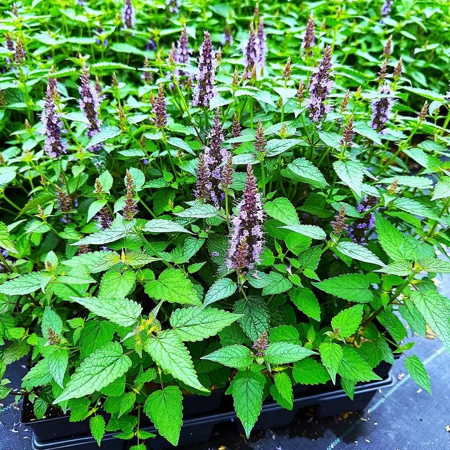 agastache 'little adder'.jpg