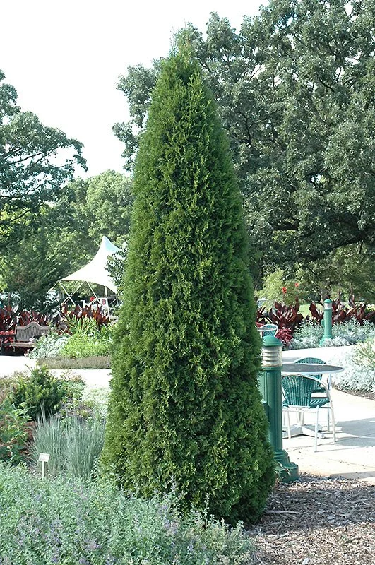thuja emerald squeeze.jpg