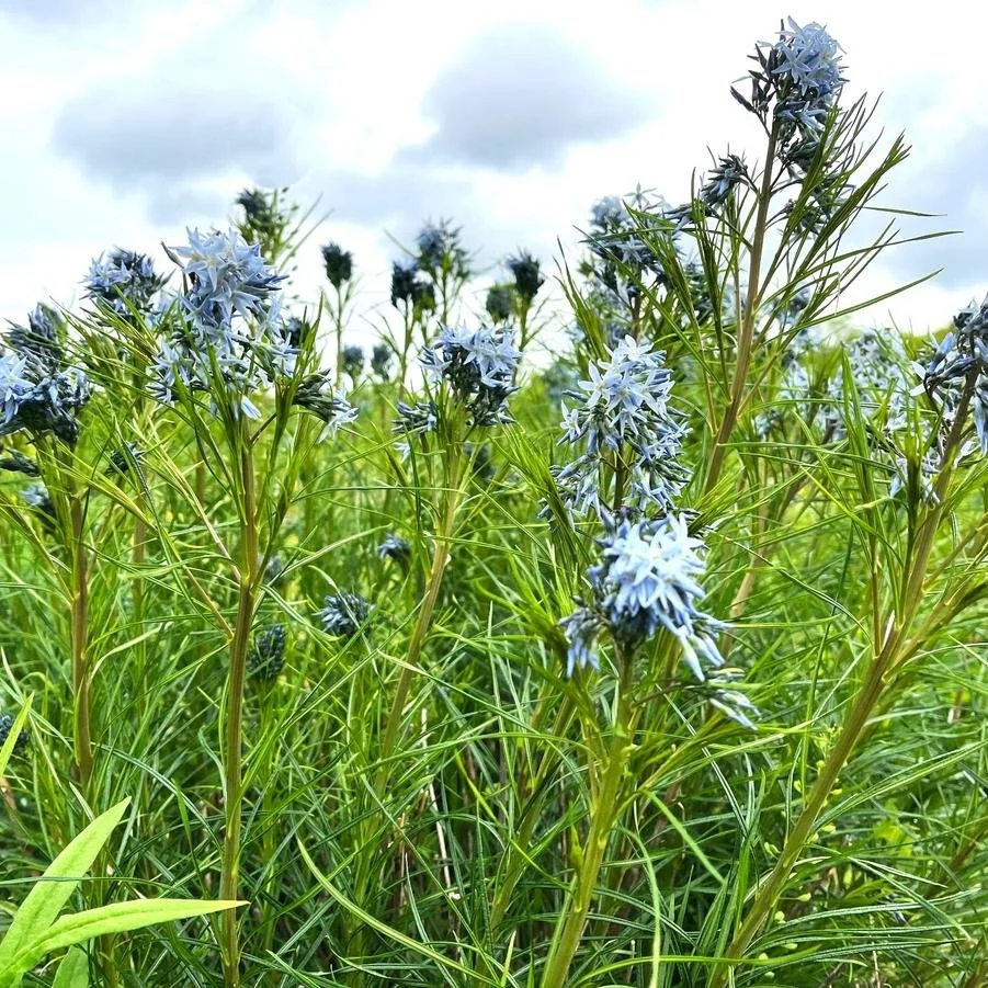 Amsonia hubrichtii.jpg