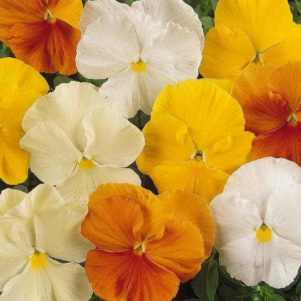 Pansy Matrix 'Citrus Mix'.jpg
