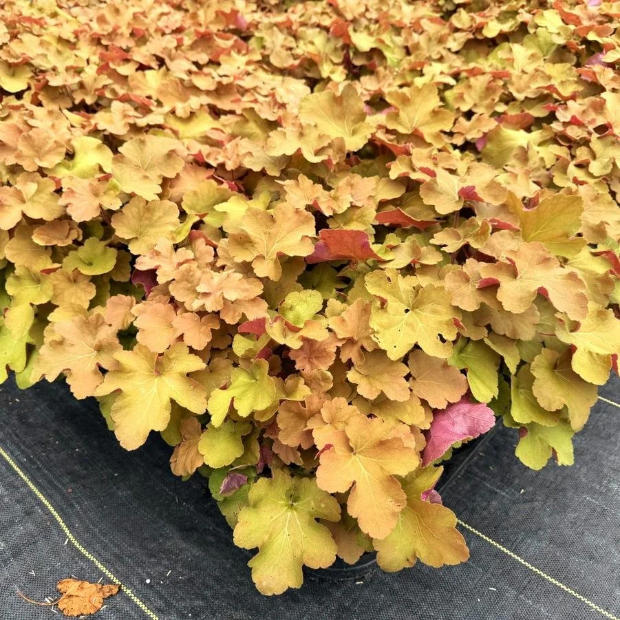 Heuchera vil caramel.jpg