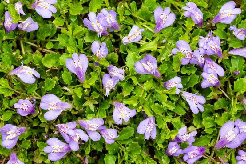 Mazus 