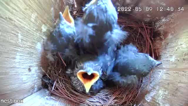 Now, they are REALLY hungry!