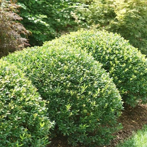 Compacta-Holly-Landscape-500.jpg