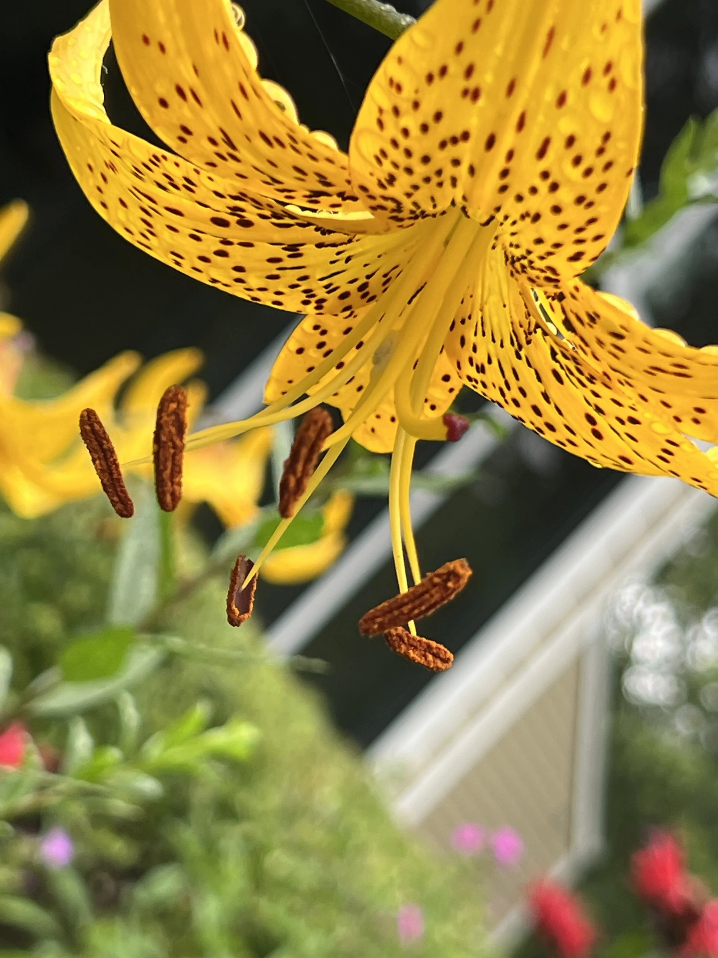 Turk's Cap Lily - Native