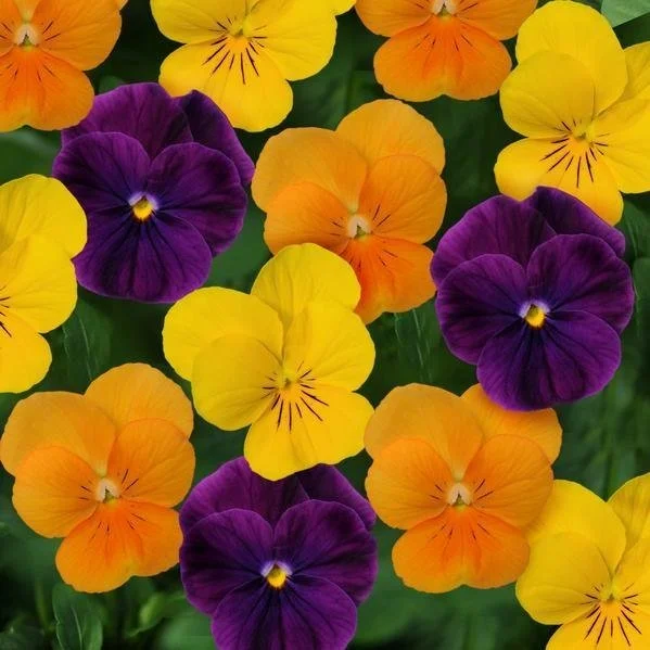 Viola Sorbet XP