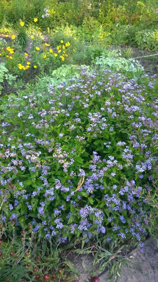 blue mist flower.jpglandscape.jpg