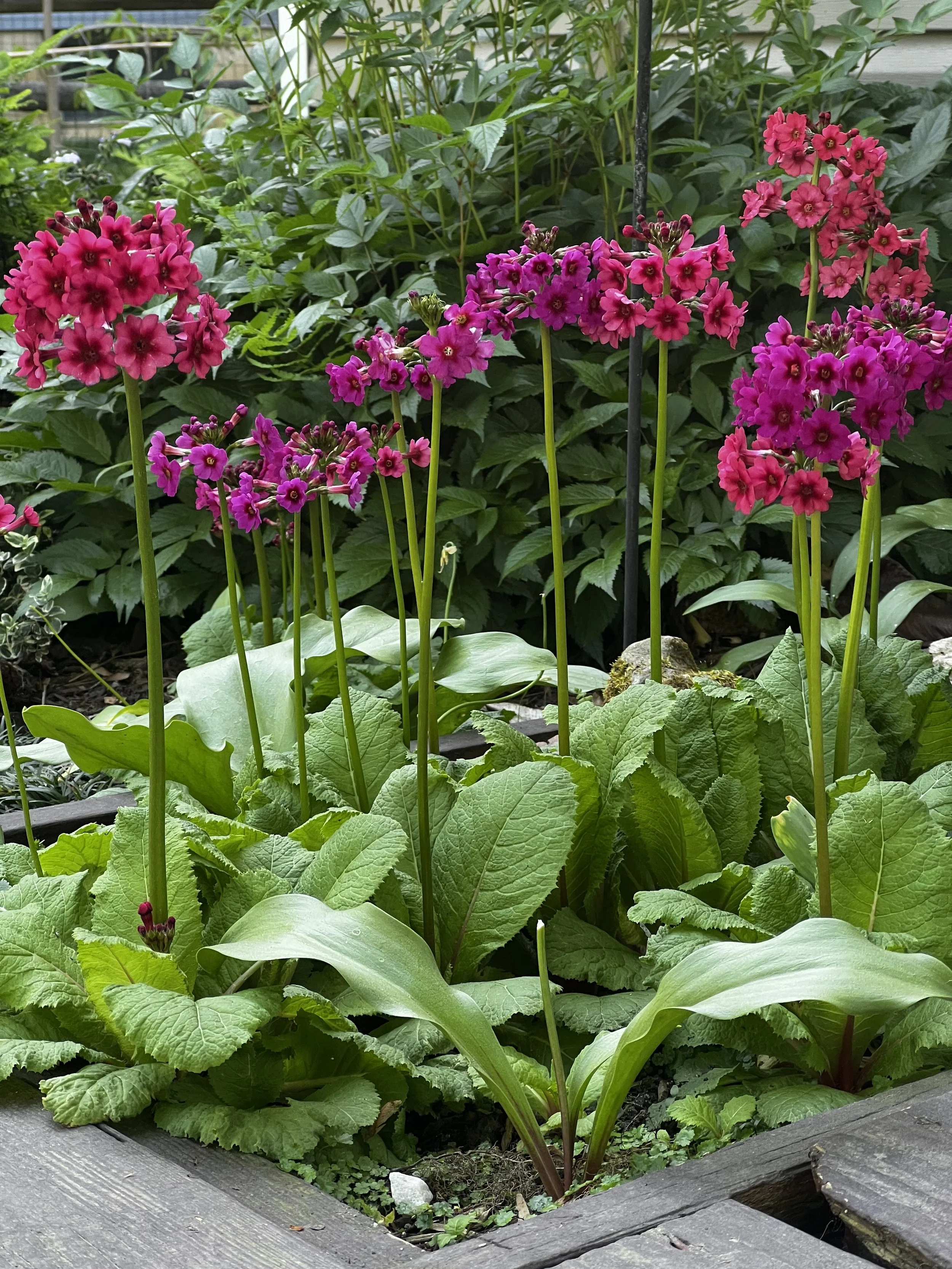 Miller's Crimson Primrose in Annapolis Maryland.