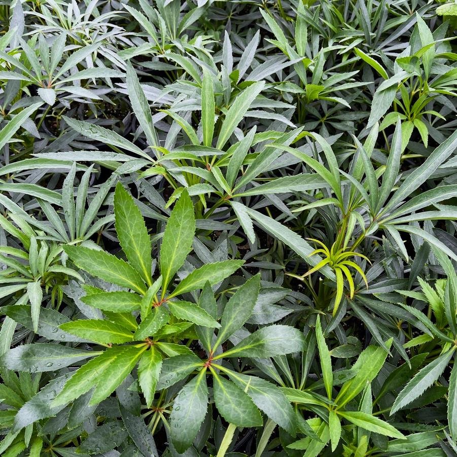 Helleborus foetidus.jpg2.jpg