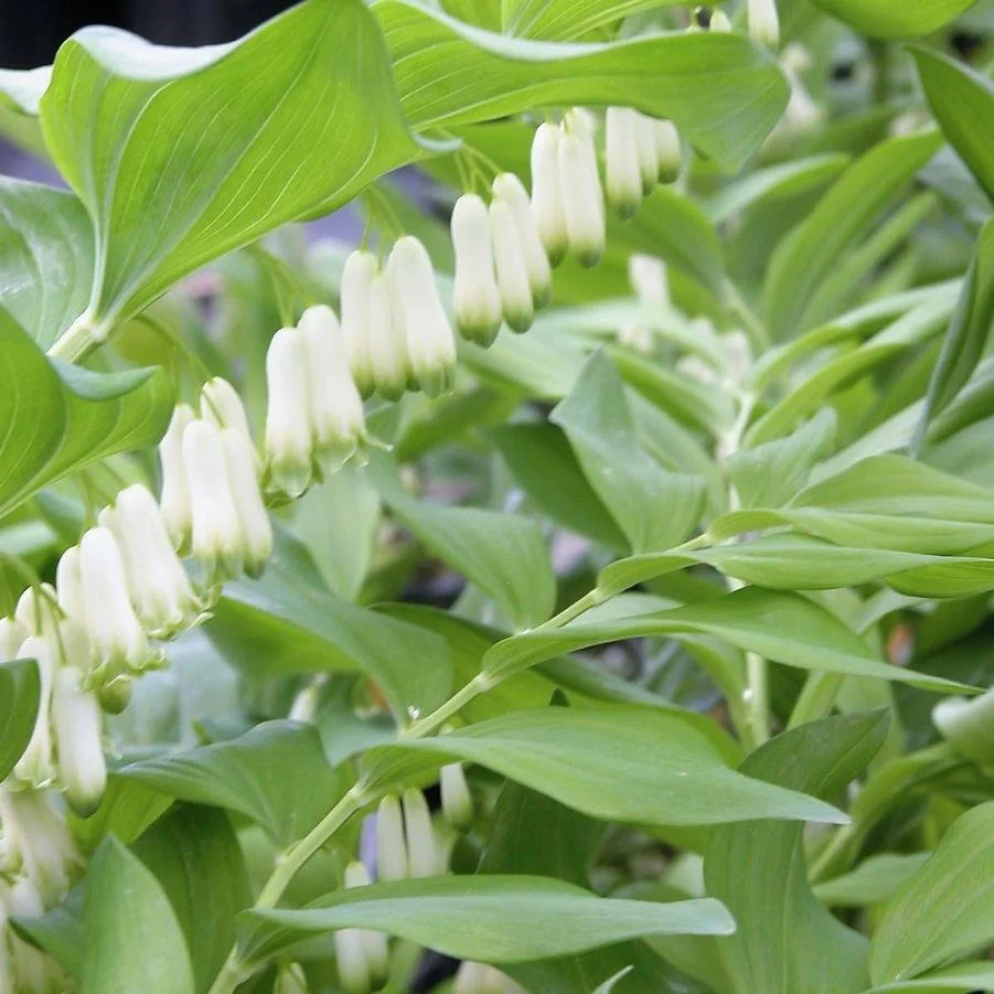 polygonatum commutatum.jpg