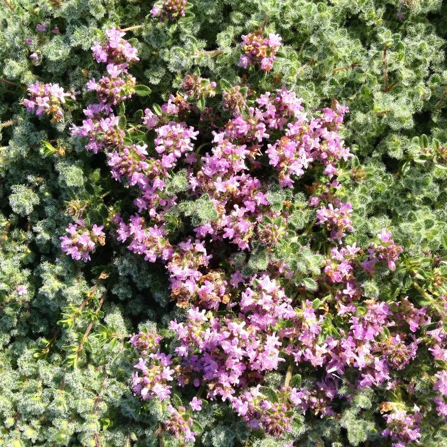 Thymus pseudolanuginosus.jpg