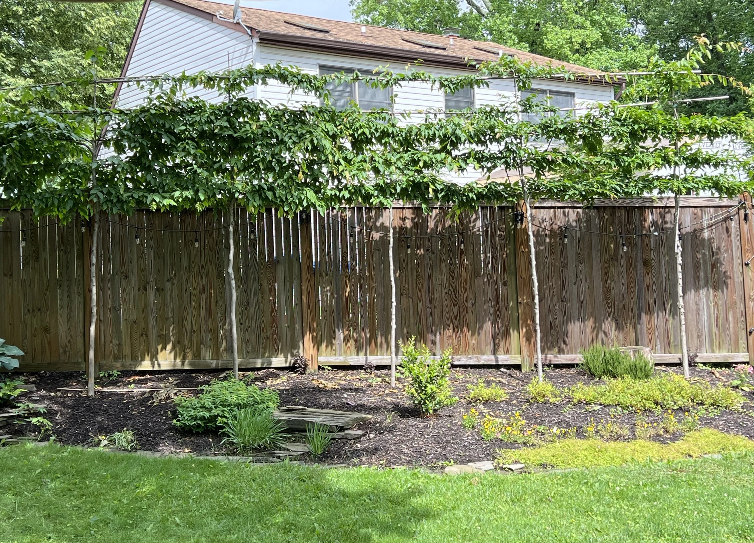 After five years, the pleaching doesn't quite screen the neighboring house.  I am confident it will be fully screened in another three years.  The trees are stabilized and ready to fill in and grow up.