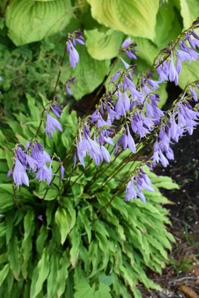 party-streamers-hosta-flower-1-400x599.jpg
