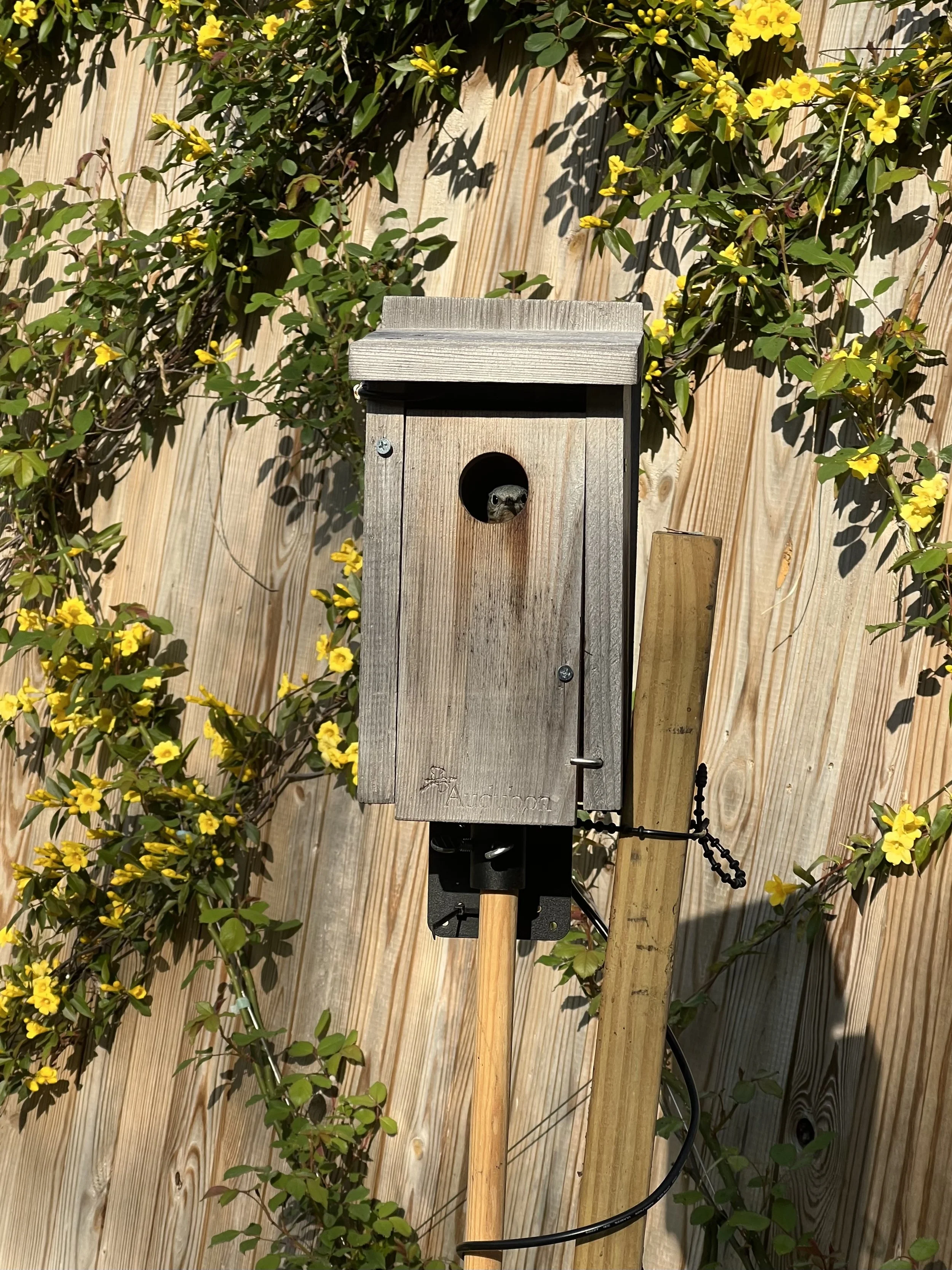 His female takes her time making sure the space is fit for her brood.