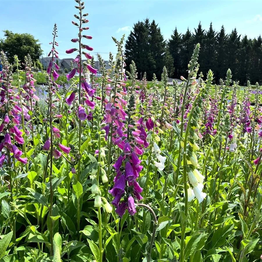 digitalis ex.jpg