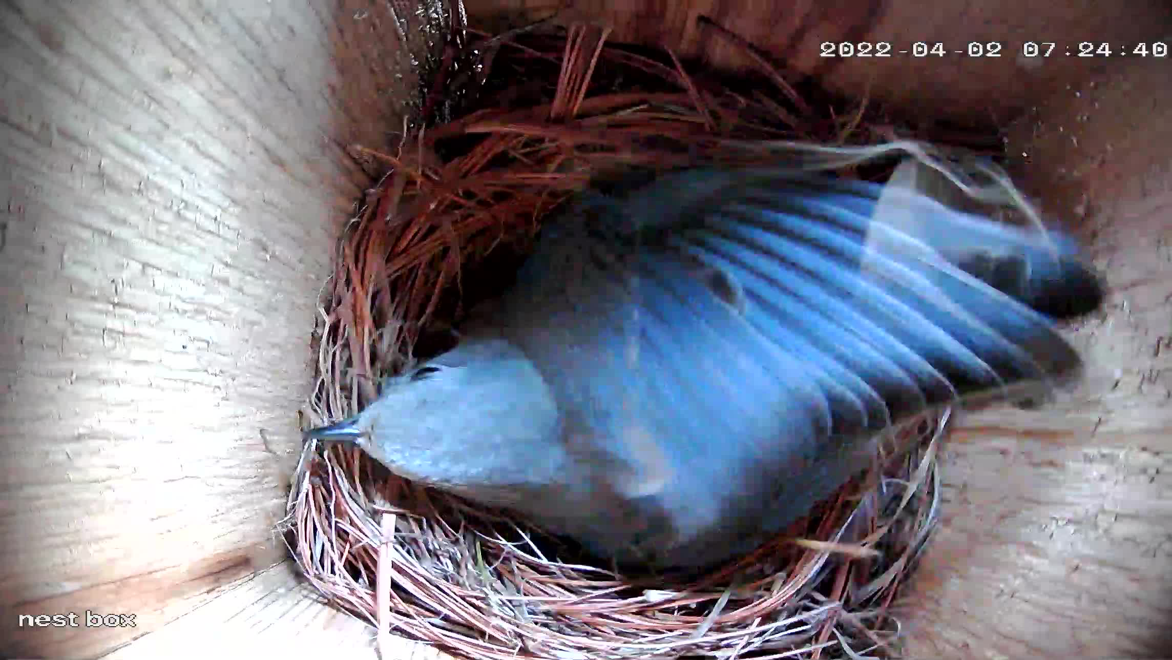 More grasses are added and fluffed.