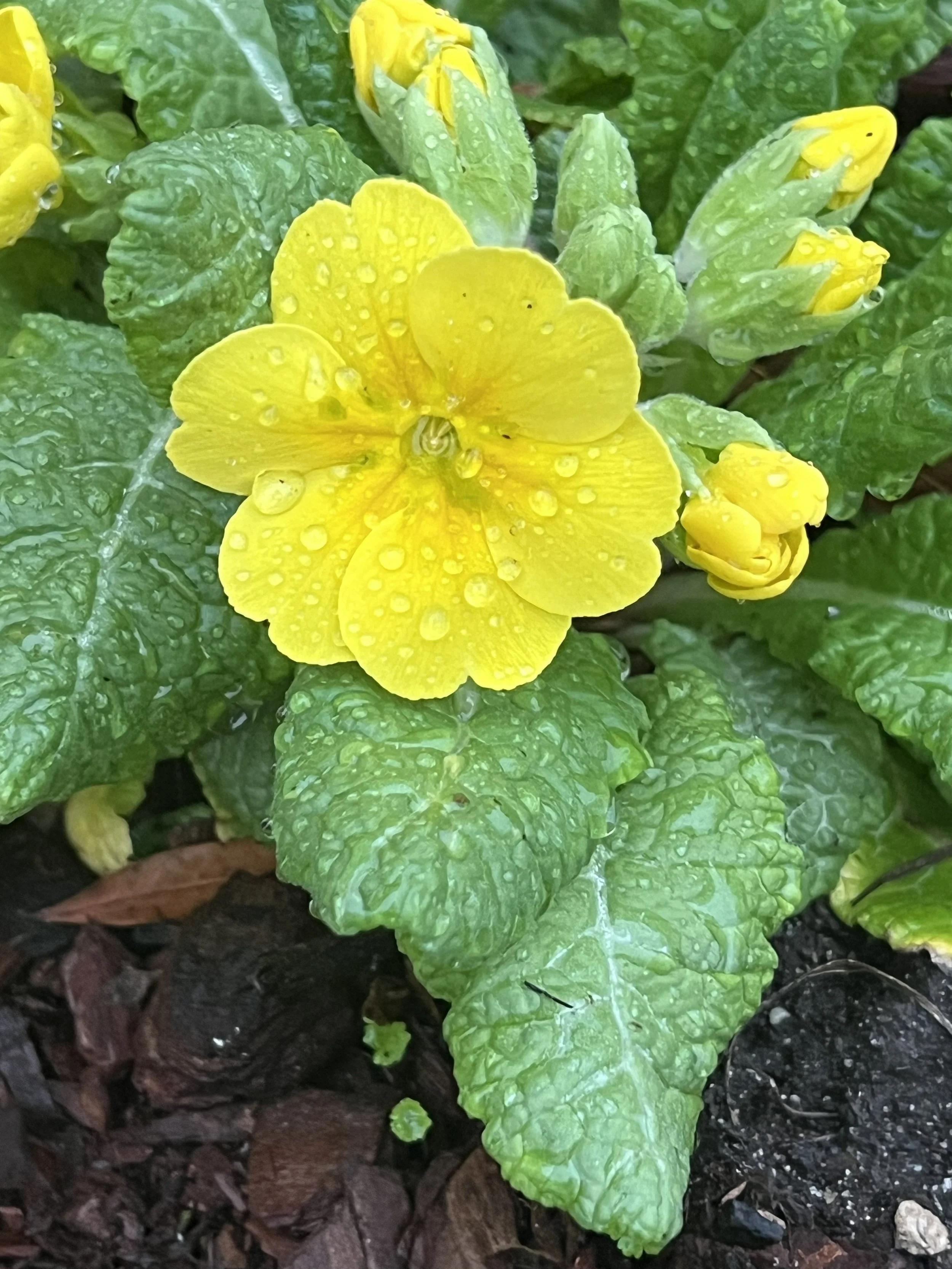 Yellow Primrose
