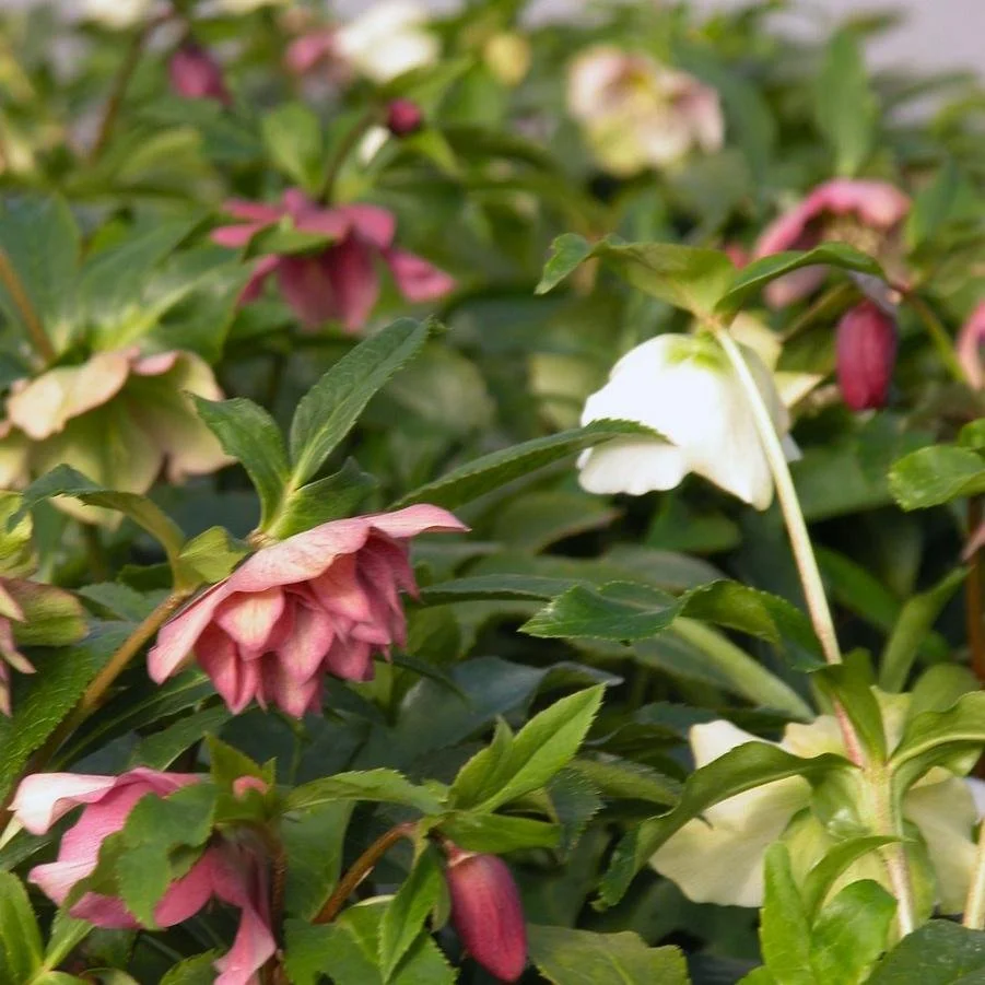 Helleborus pine knot select.jpg