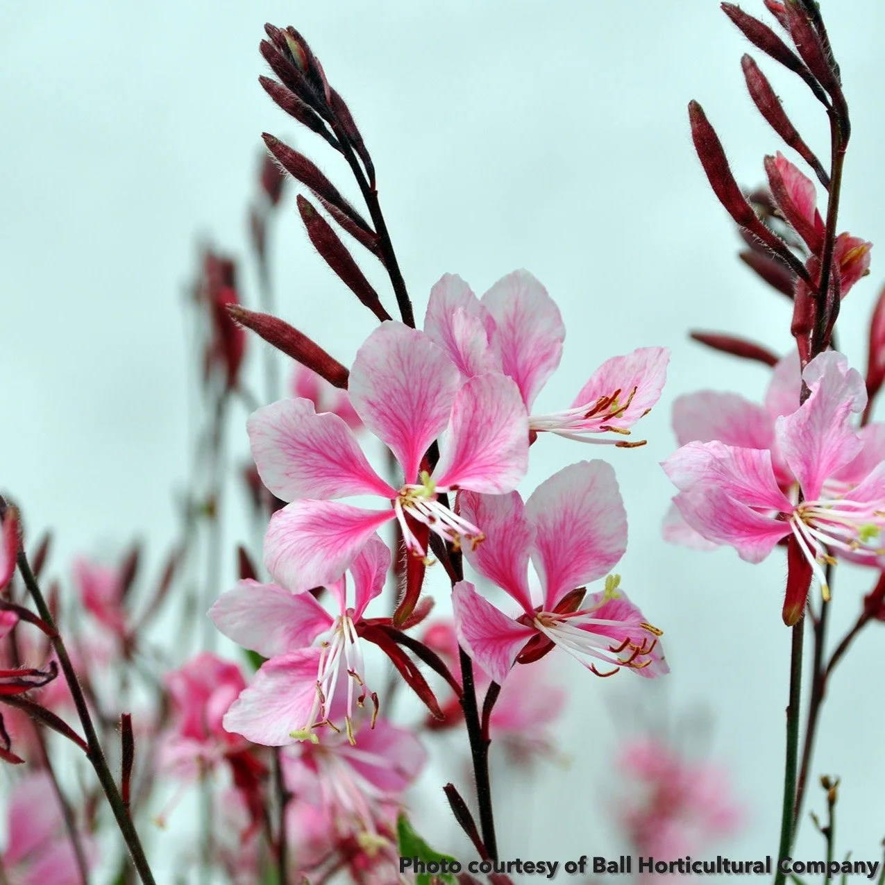 gaura little janie.jpg
