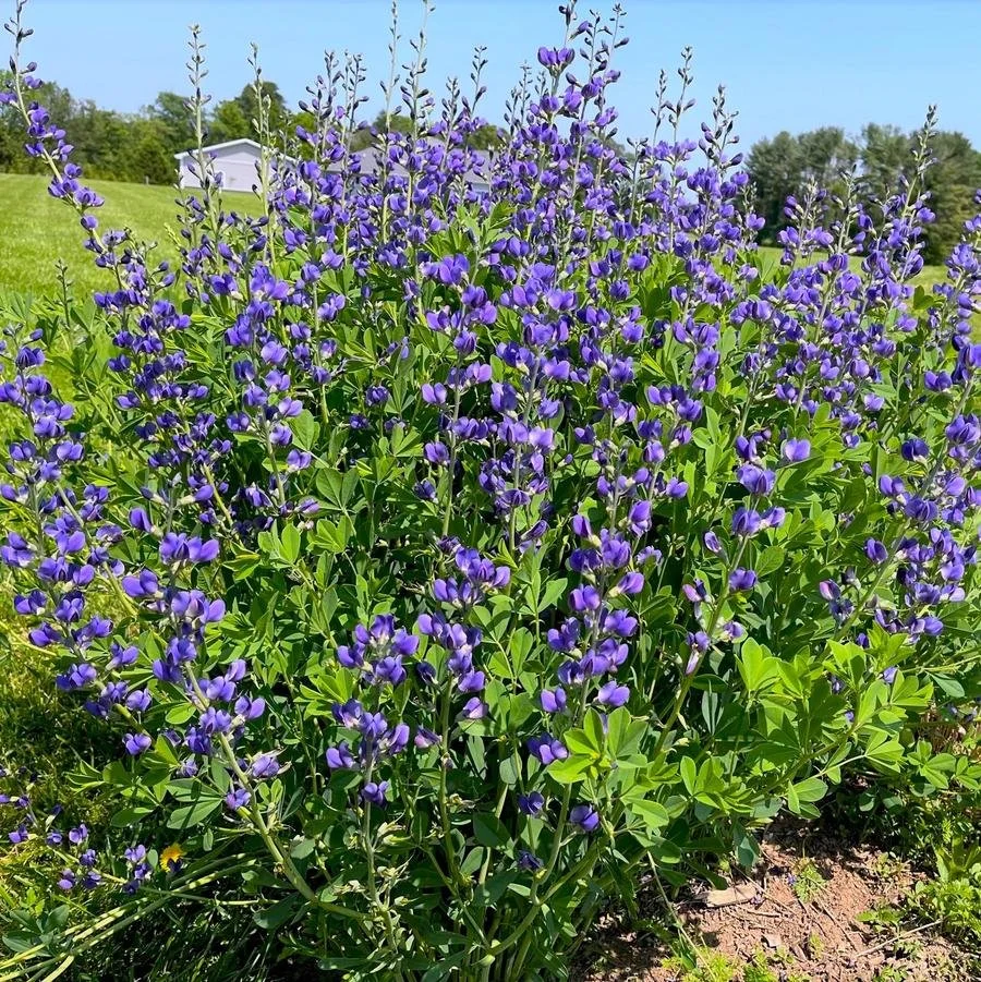 blue wild indigo.jpg