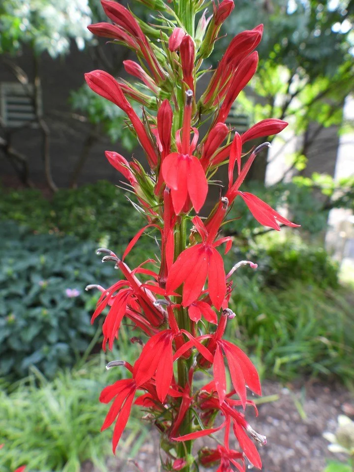 cardinal flower.jpg