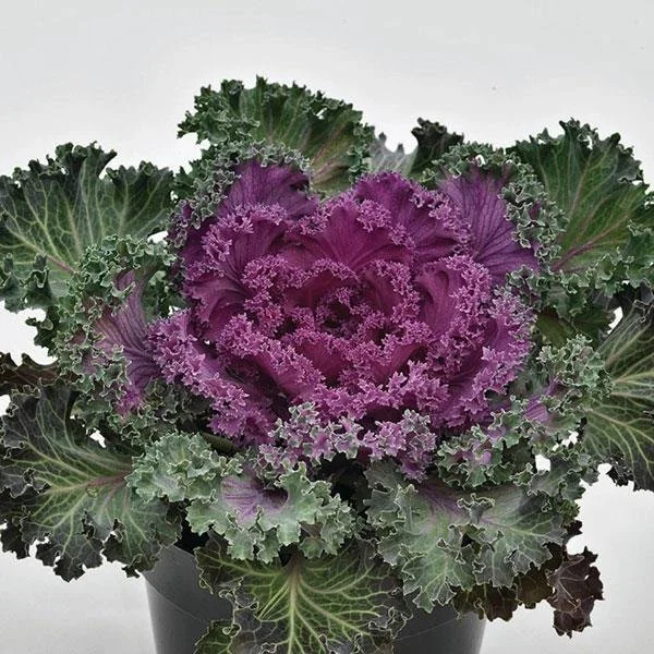 Kale Nagoya 'Red'.jpg