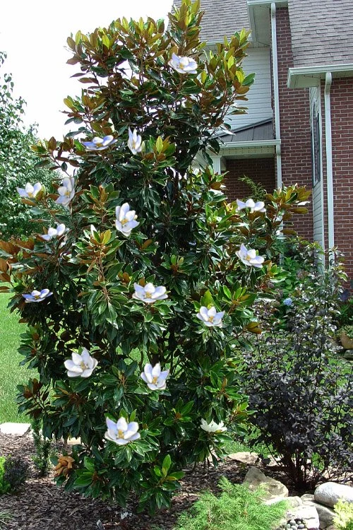 magnolia-grandiflora-little-gem-100.jpg
