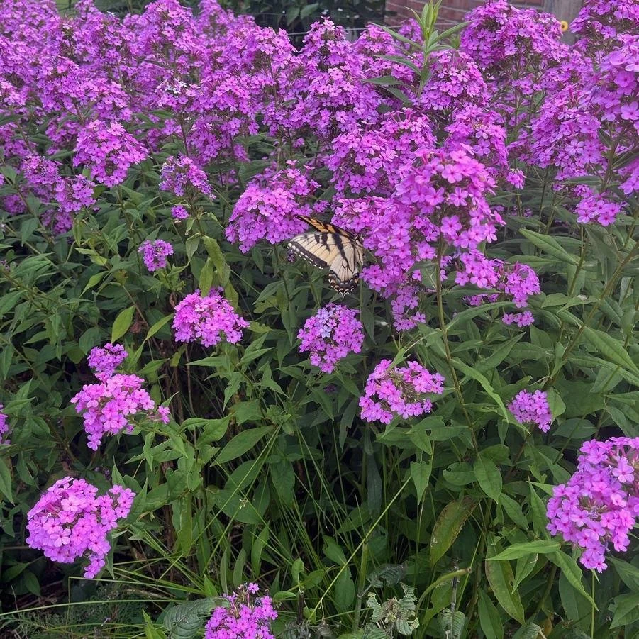 Phlox paniculata 'Jeana' 2.jpg