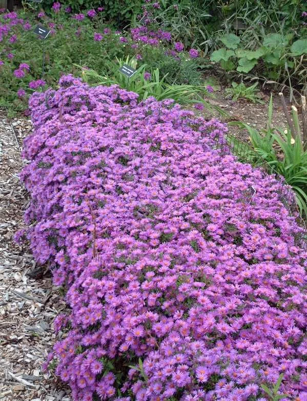 aster woods purple 2.jpg