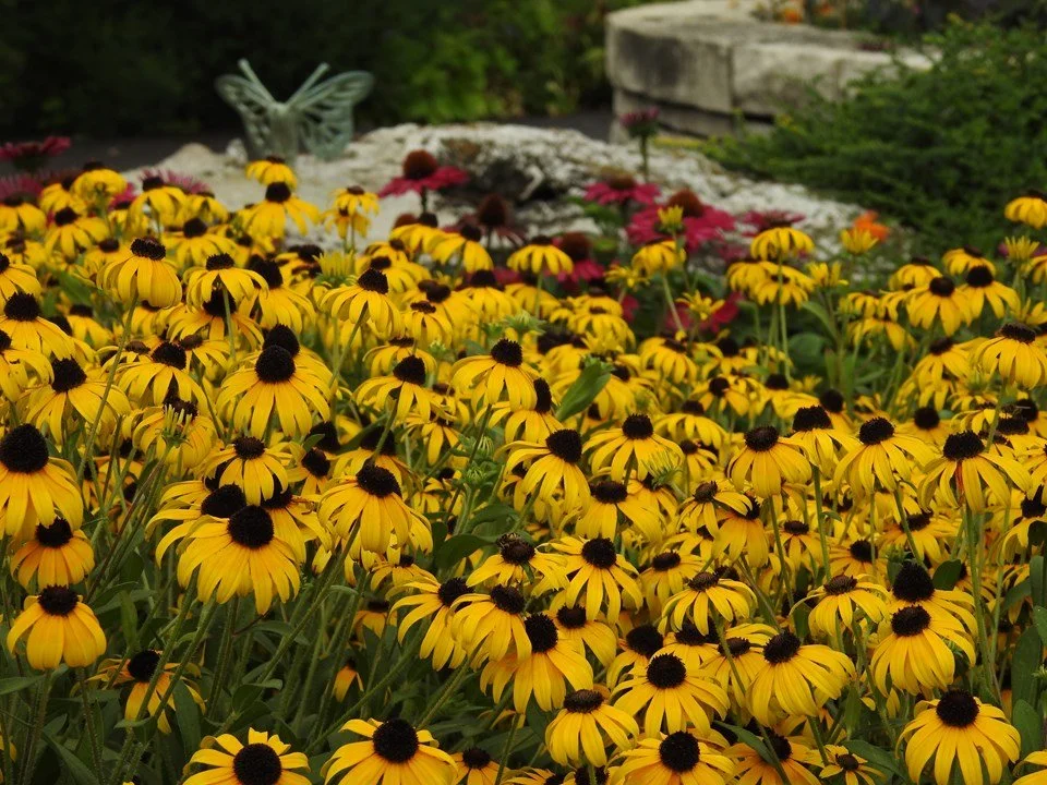 Rudbeckia american gold rush.jpg