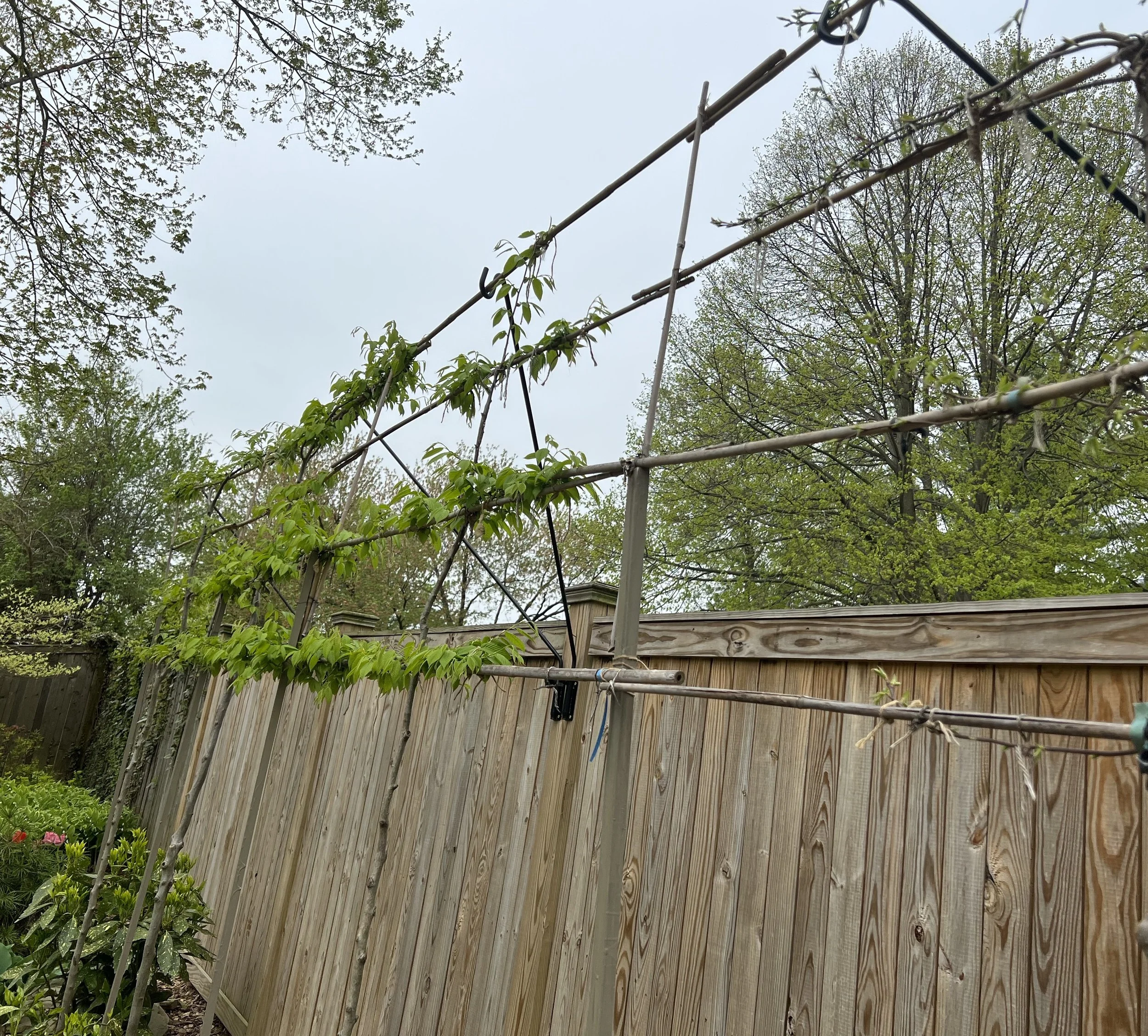 By 2023, I added three more bamboo supports and deck hangers for additional stabilization.  After three years of training, I was starting to see leafy progress.