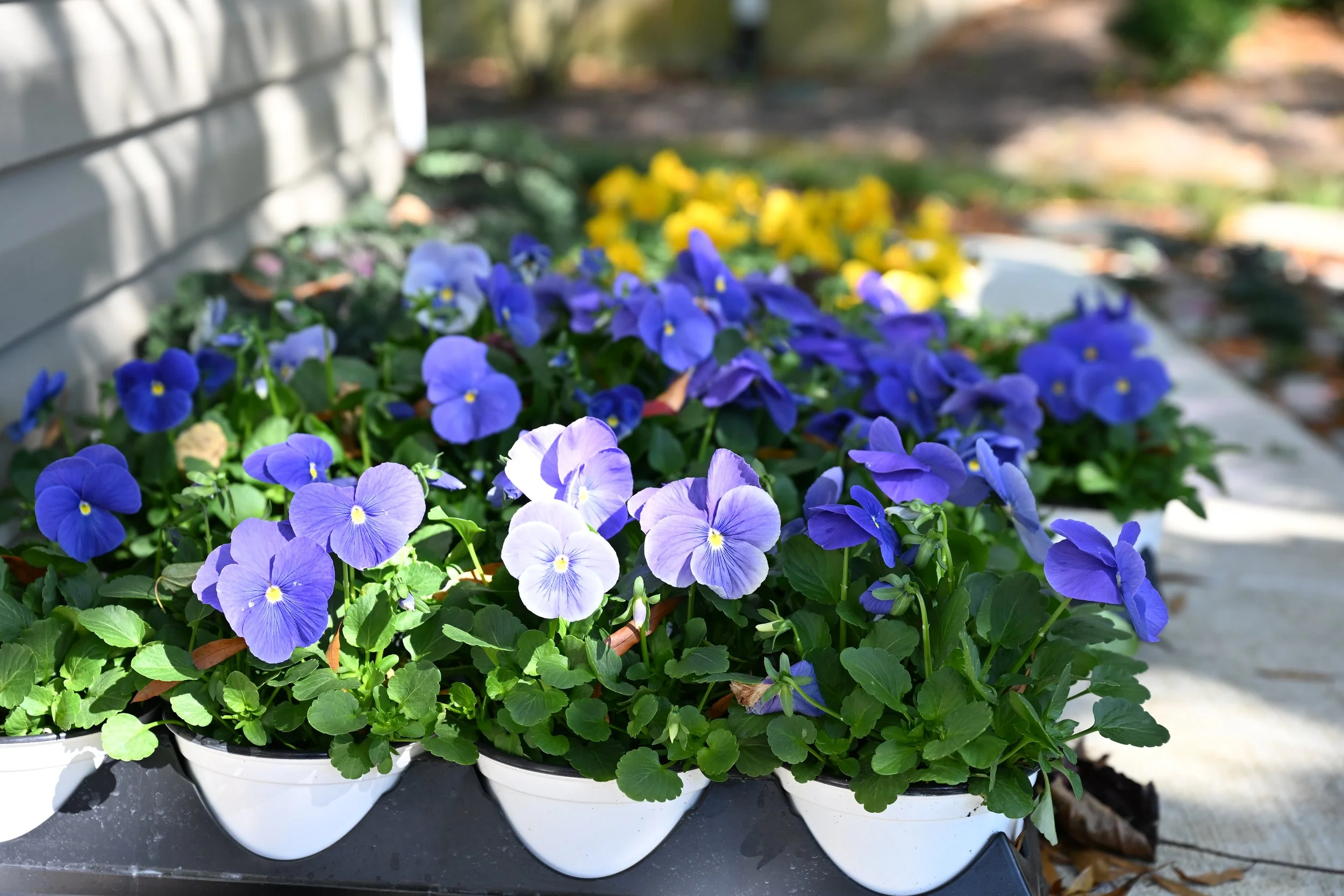 Blue Pansies