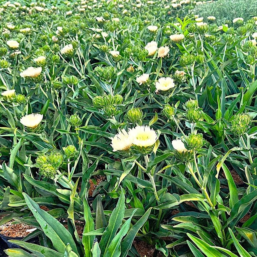 Stokesia laevis Mary Gregory.jpg2.jpg