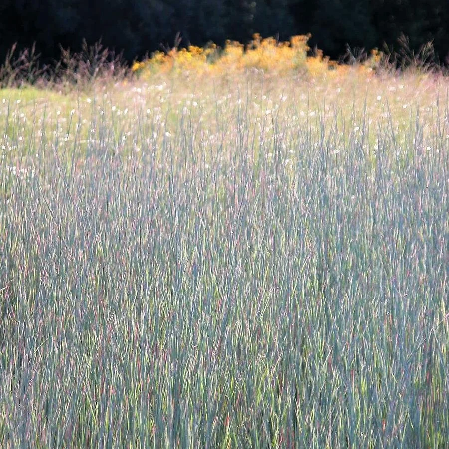 schizachyrium standing ovation.jpg