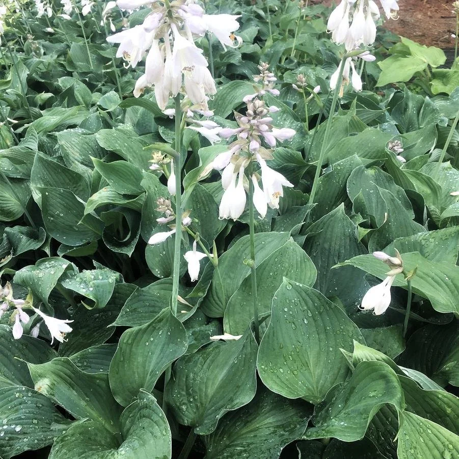 hosta blue angel.jpg