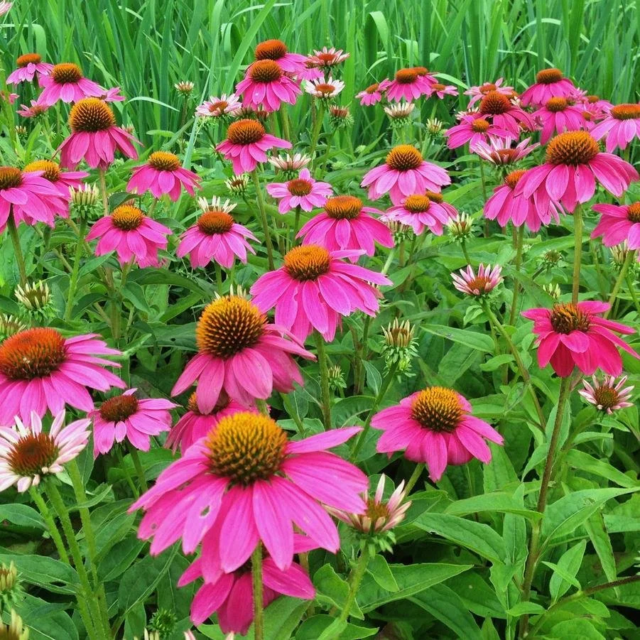 echinacea 'pow wow wild berry'.jpg