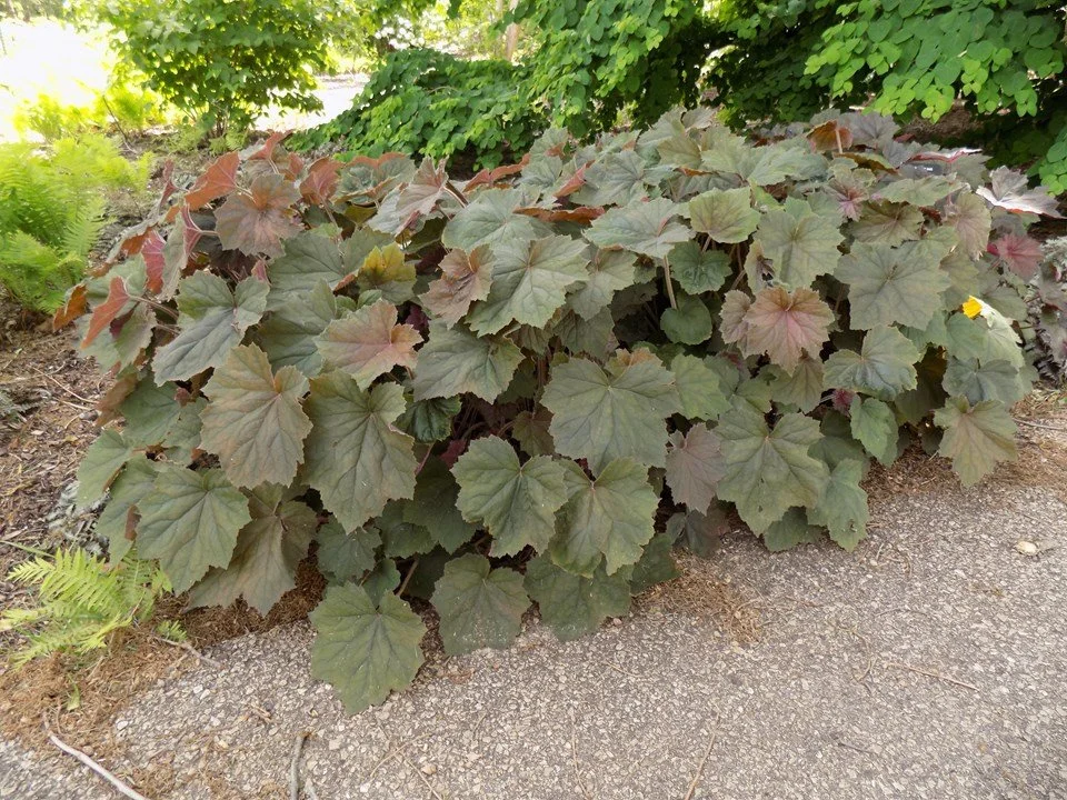 Heuchera villosa purple.jpg2.jpg