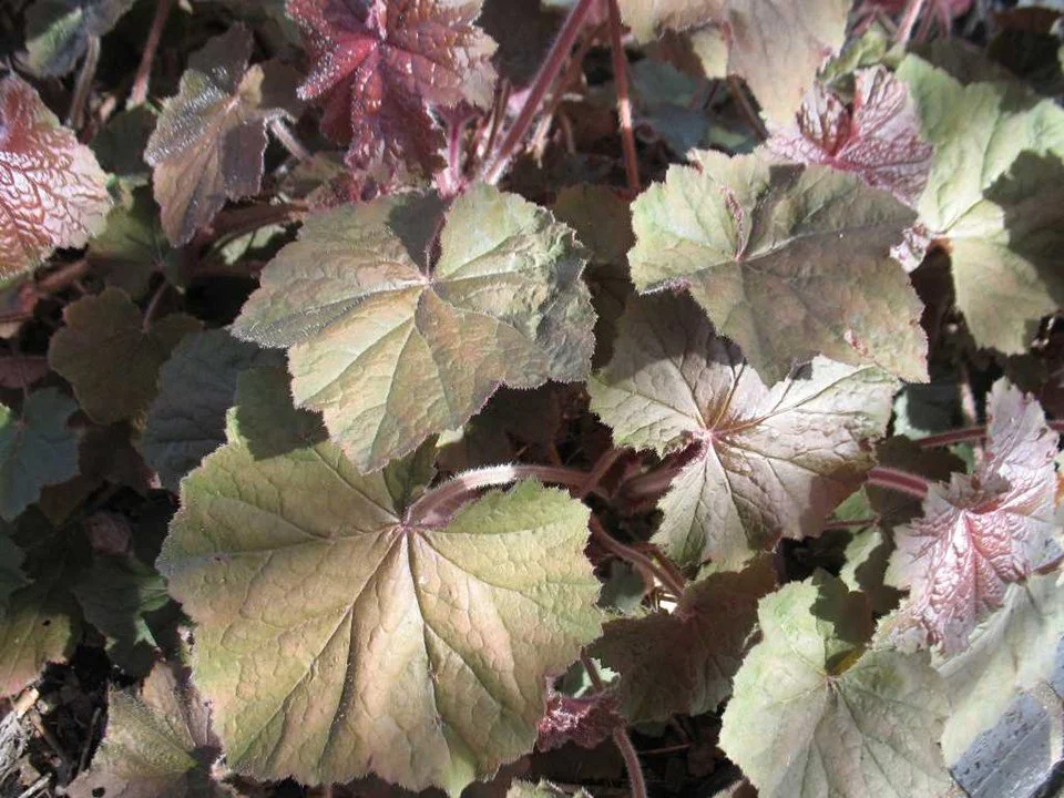 Heuchera villosa purple.jpg