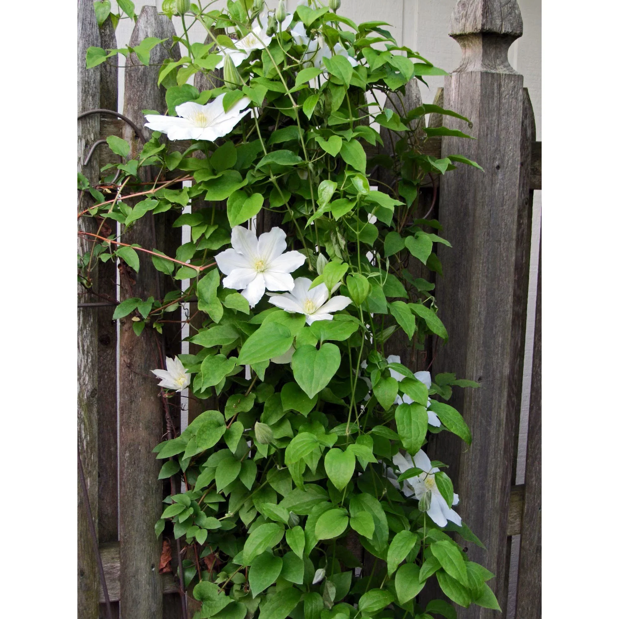white flowering clematis.jpg