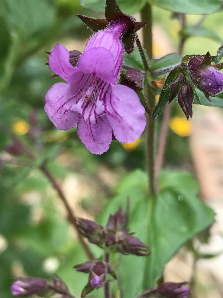 Penstemon_smallii_fl_6KTsamquOngr.jpeg
