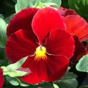 Pansy Matrix 'Scarlet'.jpg
