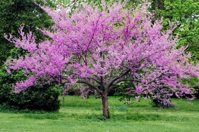 native redbud.jpg