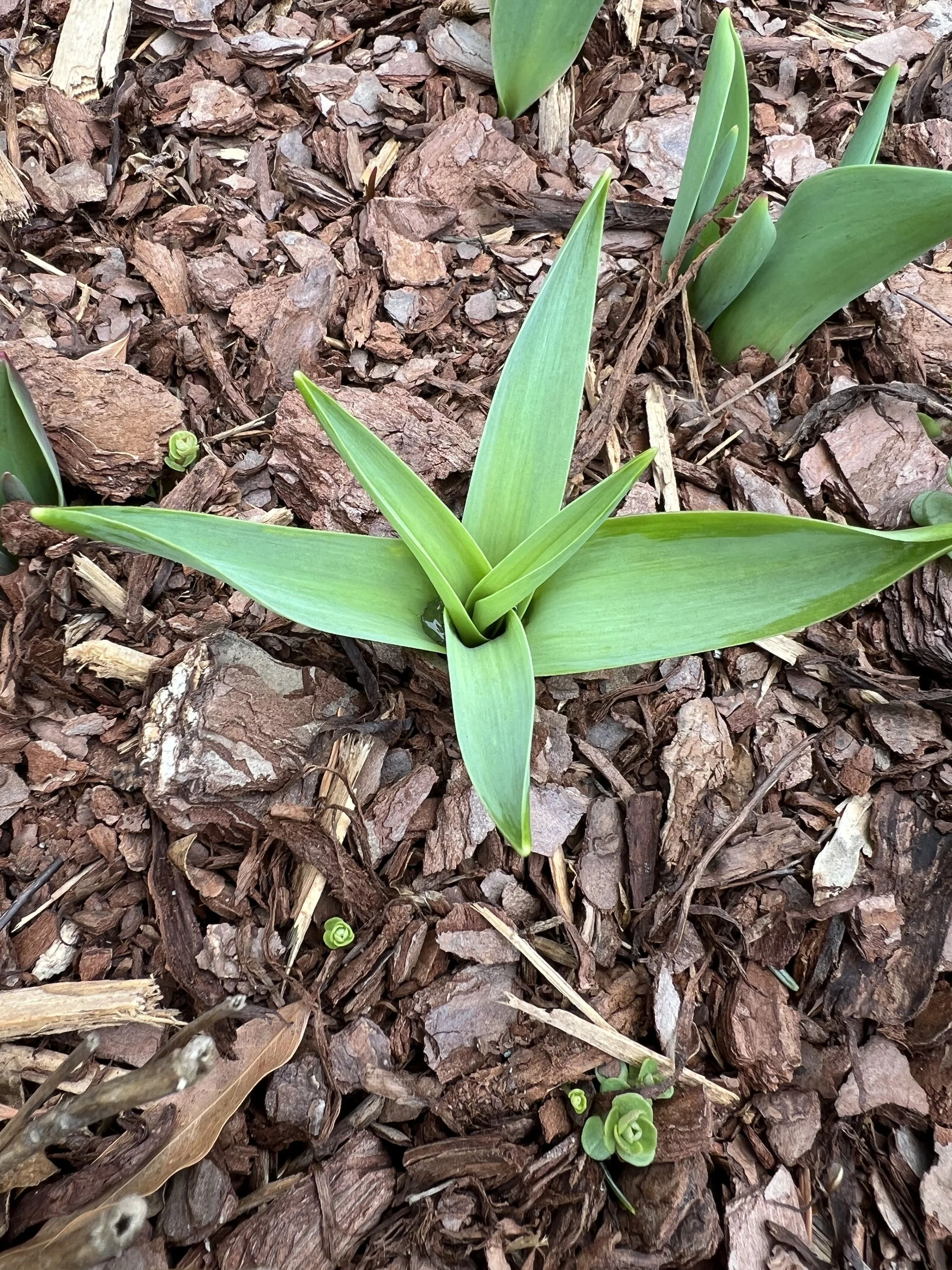 Emerging Allium (Ornamental Onion)