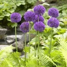 purple sensation.jpeg