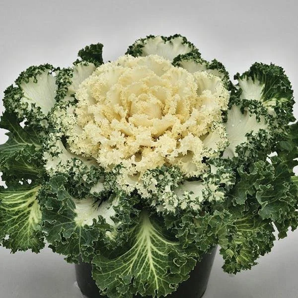 Kale Nagoya 'White'.jpg