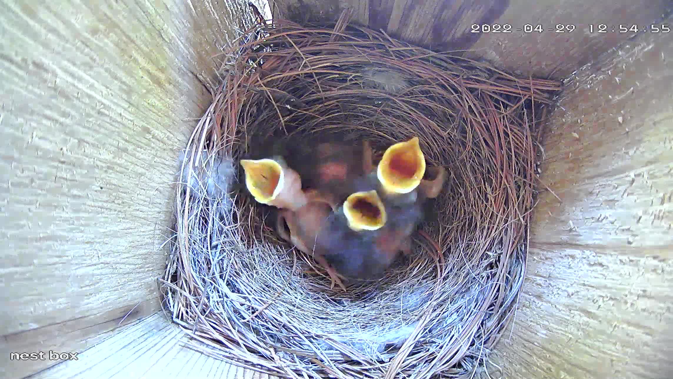 Then, it's every beak for himself. 