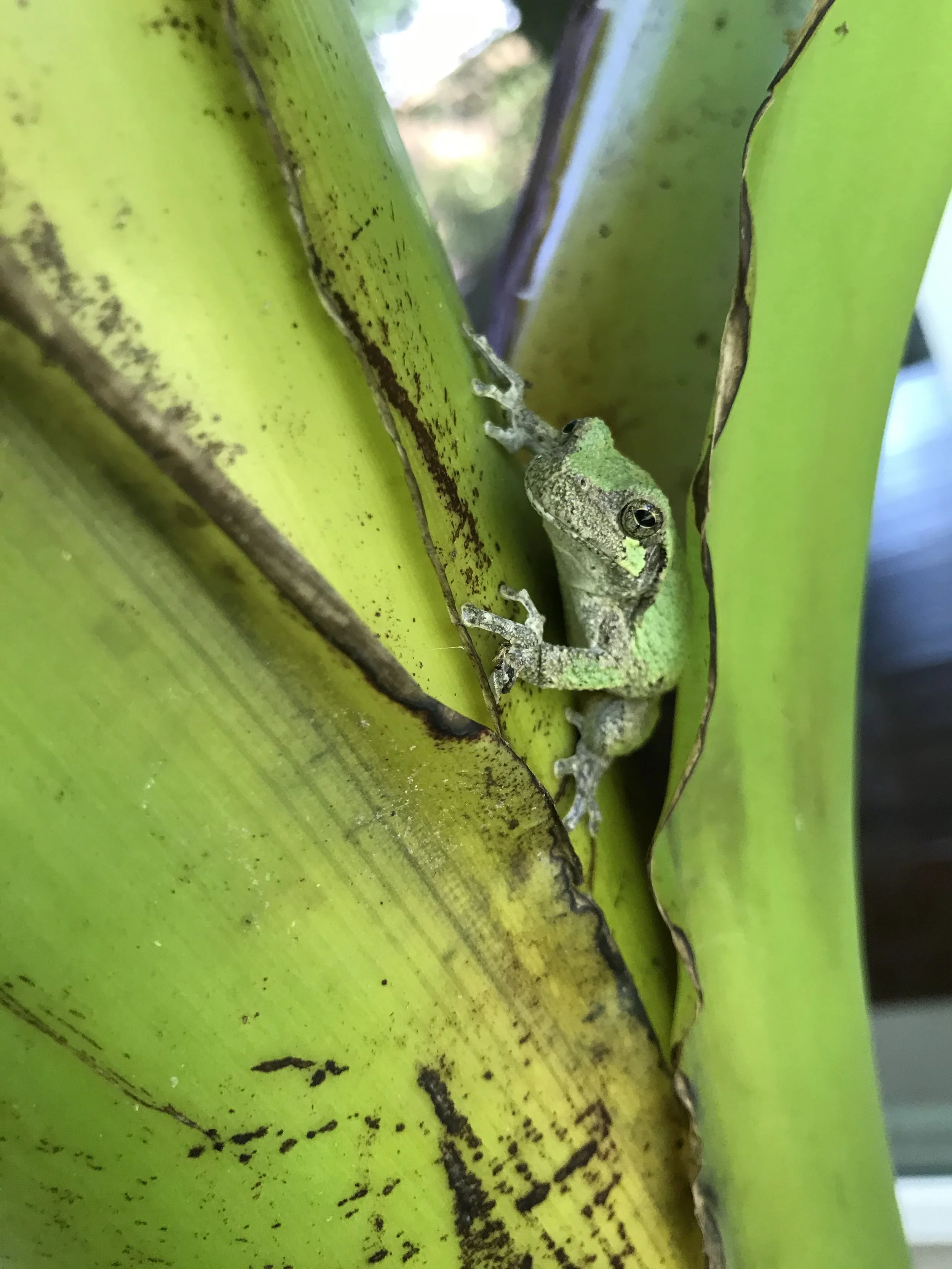 Native Tree Frog Annapolis, MD.