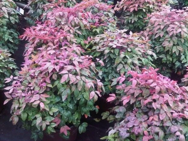 nandina blushing pink.jpg